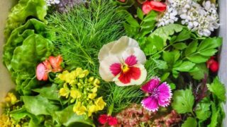 ohnishi herb 201510